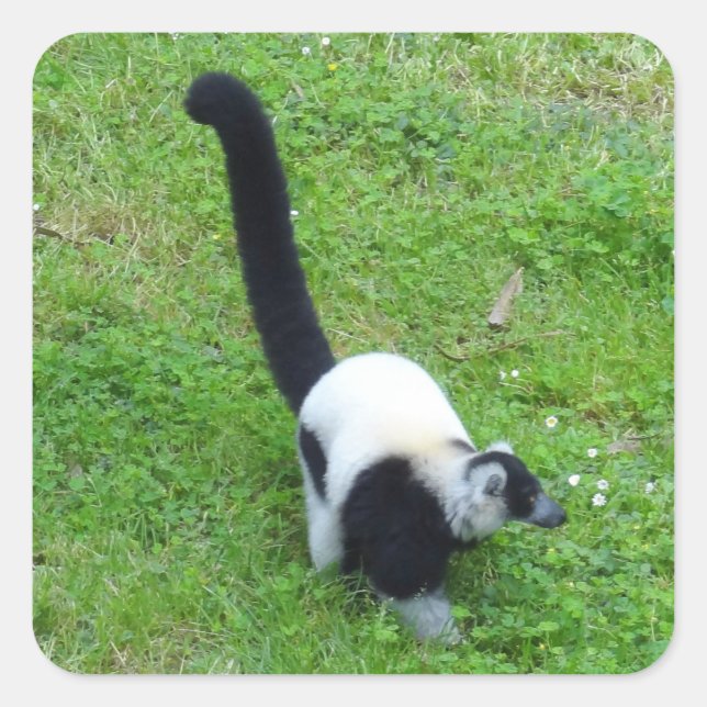 Black-and-white Ruffed Lemur #4 Stickers (Front)