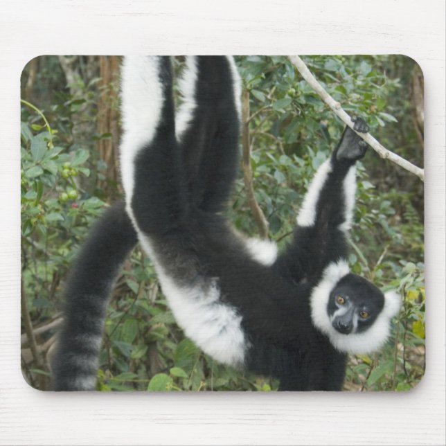 Black and White Ruffed Lemur, (Varecia Mouse Pad (Front)