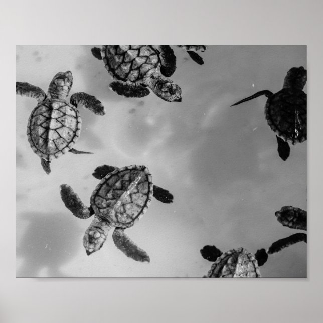 Black and White Sea Turtle Tropical Printable Art  Poster (Front)
