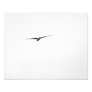 Black and White Seagull Photo Print