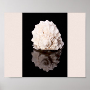 Black and White Seashell Tropical Printable Art  Poster