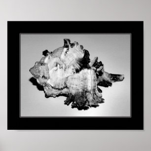 Black and White Seashell Tropical Printable Art  Poster