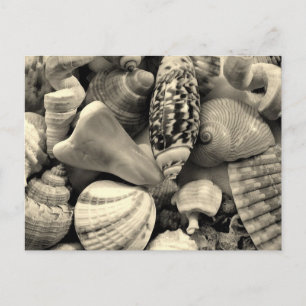 Black and White Seashells Blank Postcard