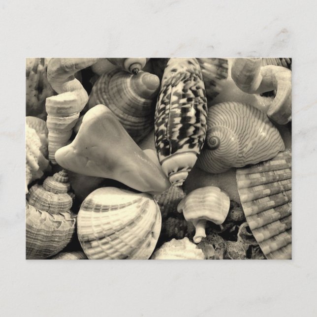 Black and White Seashells Blank Postcard (Front)