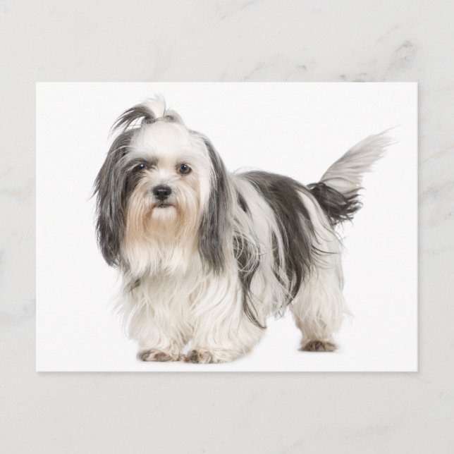 Black And White Shih Tzu Puppy Dog Postcard (Front)