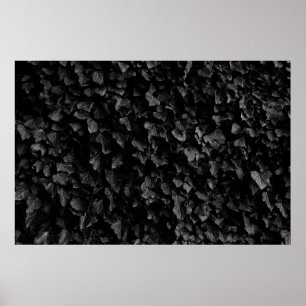 Black and white shot of thick ivy leaf plant poster