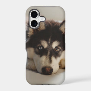 Black and white siberian husky