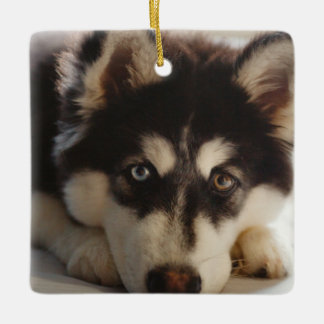 Black and white siberian husky ceramic ornament
