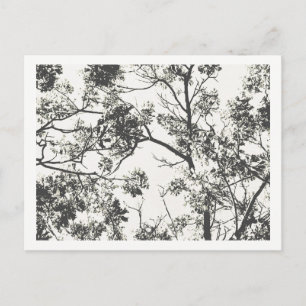 Black and White Silhouette of Tree Postcard