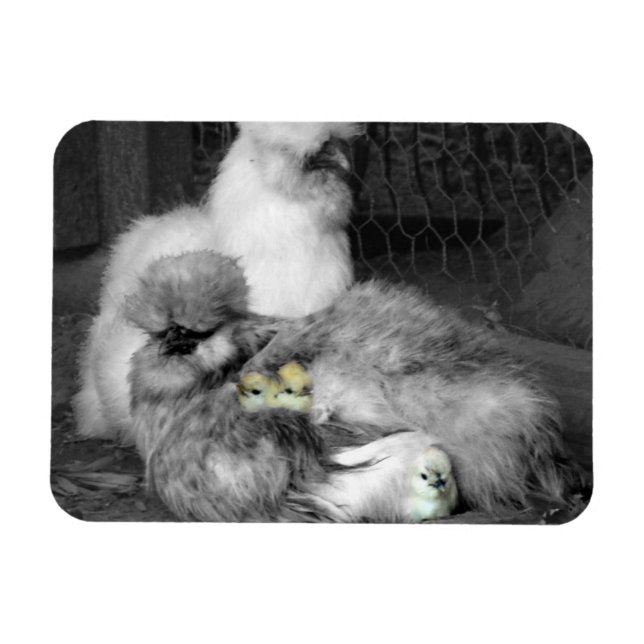 Black and White Silkie Chickens with yellow Chicks Magnet (Horizontal)