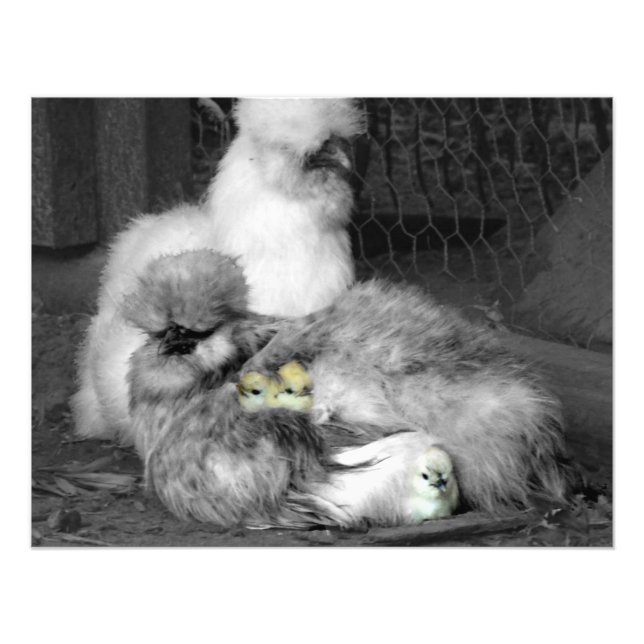 Black and White Silkie Chickens with yellow Chicks Photo Print (Front)