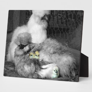 Black and White Silkie Chickens with yellow Chicks Plaque