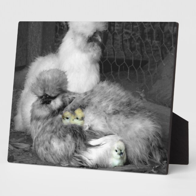 Black and White Silkie Chickens with yellow Chicks Plaque (Side)