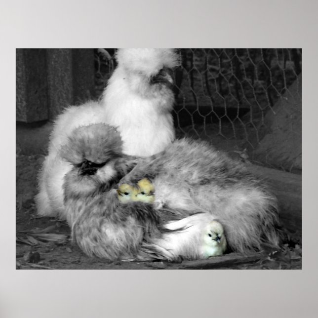 Black and White Silkie Chickens with yellow Chicks Poster (Front)