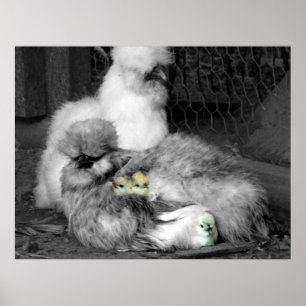 Black and White Silkie Chickens with yellow Chicks Poster