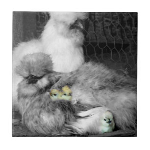 Black and White Silkie Chickens with yellow Chicks Tile