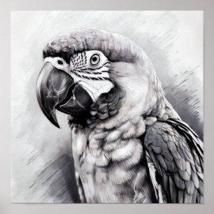 black and white sketch of a macaw poster