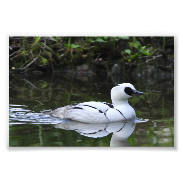 Black and White Smew or Sea Diving Duck Waterfowl Photo Print (Front)