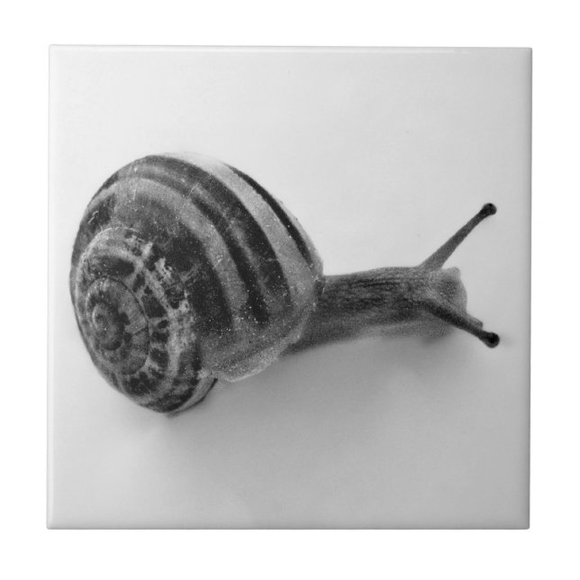 Black and white snail ceramic tile (Front)