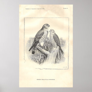 Black-and-White Sparrow Hawks Poster
