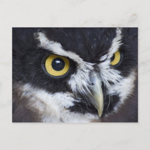 Black and White Spectacled Owl Postcard