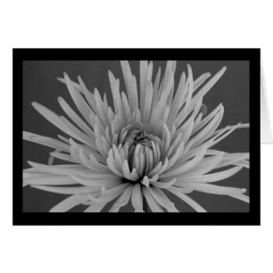 Black and White Spider Mum Flower