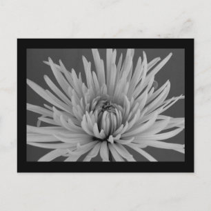 Black and White Spider Mum Postcard