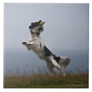 black and white Springer Spaniel playing with Ceramic Tile