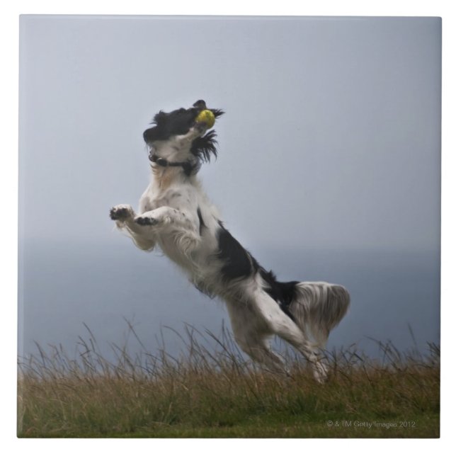 black and white Springer Spaniel playing with Ceramic Tile (Front)