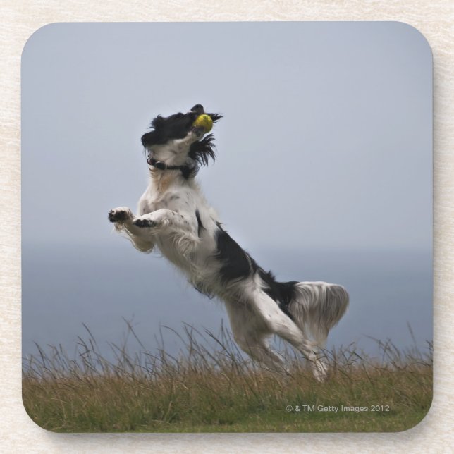 black and white Springer Spaniel playing with Coaster (Front)