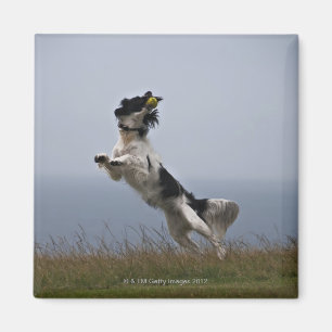 black and white Springer Spaniel playing with Magnet