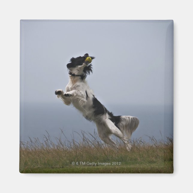 black and white Springer Spaniel playing with Magnet (Front)