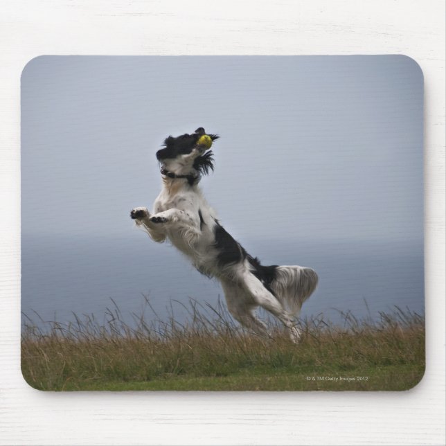 black and white Springer Spaniel playing with Mouse Pad (Front)