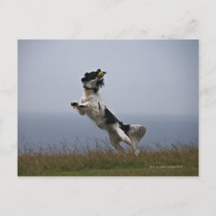 black and white Springer Spaniel playing with Postcard