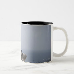 black and white Springer Spaniel playing with Two-Tone Coffee Mug