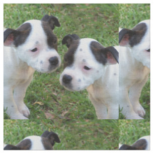 Black And White Staffordshire Bull Terrier Puppies Fabric