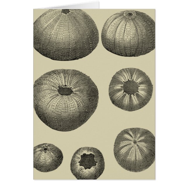 Black and White Starfish (Front)