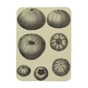 Black and White Starfish Magnet