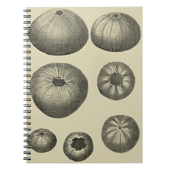 Black and White Starfish Notebook (Front)