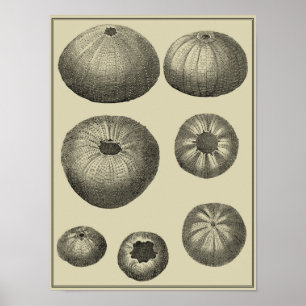 Black and White Starfish Poster