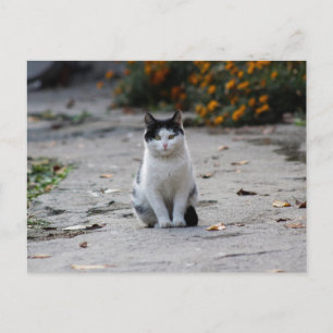 black and white stray cute cat postcrossing postcard