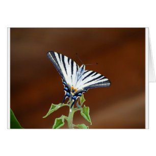 Black and White Striped Fantail Butterfly
