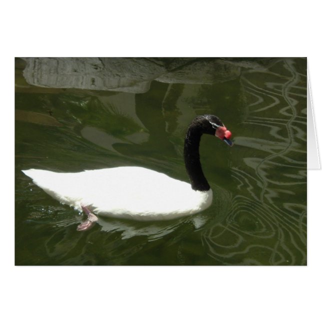 Black and White Swan (Front Horizontal)