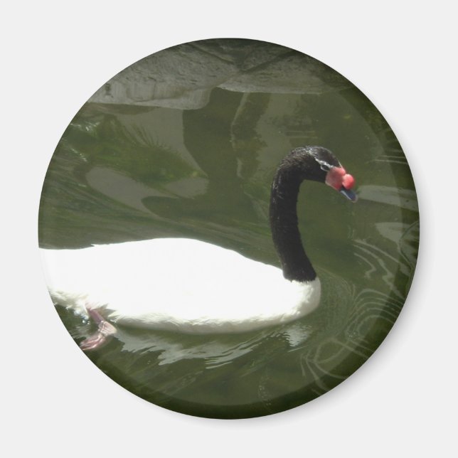 Black and White Swan Magnet (Front)