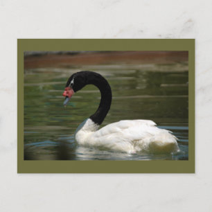 Black and White Swan Postcard