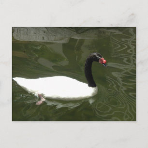 Black and White Swan Postcard