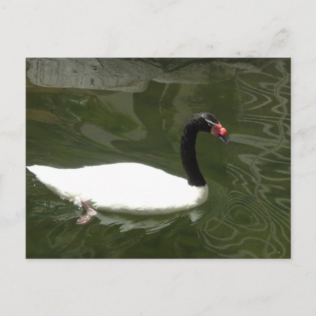 Black and White Swan Postcard (Front)