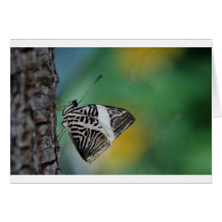 Black and White Tiger Butterfly