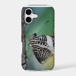 Black and White Tiger Butterfly