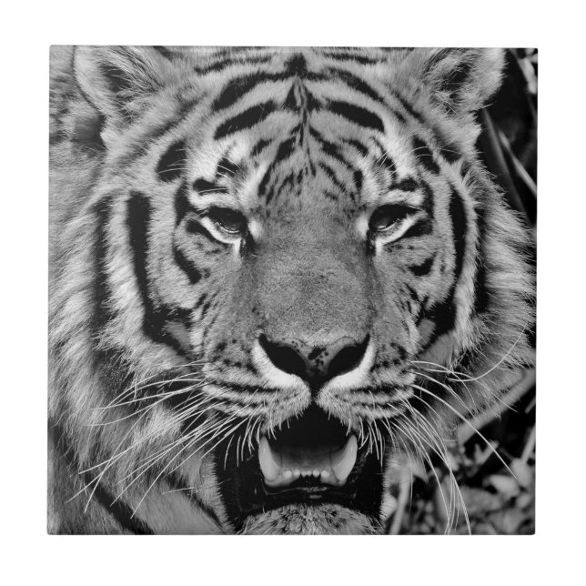 Black and White Tiger Face Ceramic Tile (Front)